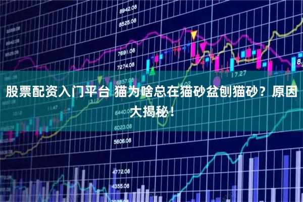 股票配资入门平台 猫为啥总在猫砂盆刨猫砂？原因大揭秘！