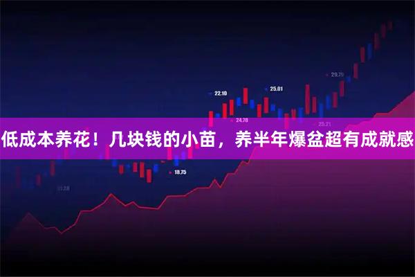 低成本养花！几块钱的小苗，养半年爆盆超有成就感